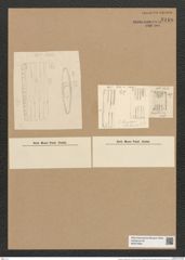 Tetracyclus chilensis Ehr. (de-Toni-Nr.: Genus 90, Species 3016) Zeichnungen Sammlung Grunow Nr. 6116 (NHMW-BOT-W0374650)